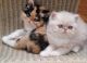 Exotic Shorthair Cats for sale in Rio Rancho, NM, USA. price: NA