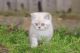 Exotic Shorthair Cats for sale in Beverly Hills, CA, USA. price: $400