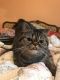 Exotic Shorthair Cats for sale in Hastings, MI 49058, USA. price: $600