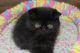 Exotic Shorthair Cats for sale in Aurora, CO, USA. price: $1,250