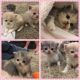 Exotic Shorthair Cats for sale in Colorado Springs, CO, USA. price: NA
