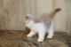 Exotic Shorthair Cats for sale in Aurora, CO, USA. price: $400