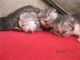 Exotic Shorthair Cats for sale in Bronxdale Ave, Bronx, NY 10462, USA. price: NA
