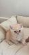 Exotic Shorthair Cats for sale in Bronxdale Ave, Bronx, NY 10462, USA. price: NA