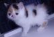 Exotic Shorthair Cats for sale in Salem, IN 47167, USA. price: $900