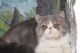 Exotic Shorthair Cats for sale in Aurora, CO, USA. price: NA