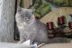 Exotic Shorthair Cats for sale in Aurora, CO, USA. price: $800