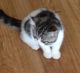 Exotic Shorthair Cats for sale in Frisco, TX, USA. price: NA