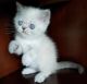 Exotic Shorthair Cats for sale in Pittsburgh, PA, USA. price: NA