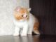 Exotic Shorthair Cats for sale in Jacksonville, FL, USA. price: NA