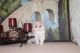 Exotic Shorthair Cats for sale in Aurora, CO, USA. price: $950