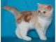 Exotic Shorthair Cats for sale in Virginia Beach, VA, USA. price: $450