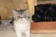 Exotic Shorthair Cats for sale in Aurora, CO, USA. price: $850
