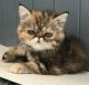 Exotic Shorthair Cats for sale in Marysville, WA, USA. price: NA