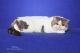 Exotic Shorthair Cats for sale in Umatilla, FL 32784, USA. price: NA
