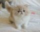 Exotic Shorthair Cats for sale in Chicago, IL, USA. price: NA