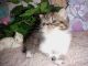 Exotic Shorthair Cats for sale in Keota, OK 74941, USA. price: NA