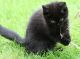 Exotic Shorthair Cats for sale in NJ-3, Clifton, NJ, USA. price: $340