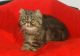 Exotic Shorthair Cats for sale in Brooklyn, NY 11235, USA. price: NA