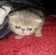 Exotic Shorthair Cats for sale in Aberdeen, OH 45101, USA. price: NA