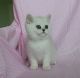 Exotic Shorthair Cats for sale in TX-249, Houston, TX, USA. price: NA