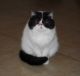 Exotic Shorthair Cats for sale in California City, CA, USA. price: $800