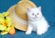 Exotic Shorthair Cats for sale in Lino Lakes, MN, USA. price: $850