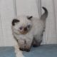Exotic Shorthair Cats for sale in Sun Valley, Los Angeles, CA, USA. price: $950