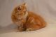 Exotic Shorthair Cats for sale in North Miami Beach, FL 33160, USA. price: NA