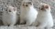 Exotic Shorthair Cats for sale in Indianapolis Blvd, Hammond, IN, USA. price: NA