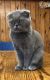 Exotic Shorthair Cats for sale in 336 N North Carolina Ave, Atlantic City, NJ 08401, USA. price: $450