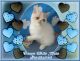 Exotic Shorthair Cats for sale in Riverside, CA, USA. price: NA