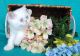 Exotic Shorthair Cats for sale in Lino Lakes, MN, USA. price: NA