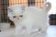 Exotic Shorthair Cats for sale in Columbus, OH, USA. price: NA