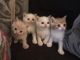 Exotic Shorthair Cats for sale in 229th Dr, Live Oak, FL 32060, USA. price: $350