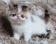 Exotic Shorthair Cats for sale in New York County, NY, USA. price: $350
