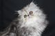 Exotic Shorthair Cats for sale in Aurora, CO, USA. price: $500