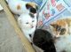 Exotic Shorthair Cats for sale in 904 FL-436, Altamonte Springs, FL 32714, USA. price: NA