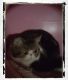 Exotic Shorthair Cats for sale in Southgate, MI, USA. price: $850