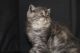 Exotic Shorthair Cats for sale in Aurora, CO, USA. price: $1,000