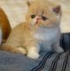 Exotic Shorthair Cats for sale in Springdale, AR 72762, USA. price: NA