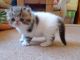 Exotic Shorthair Cats for sale in San Diego, CA, USA. price: NA