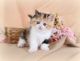 Exotic Shorthair Cats for sale in Fort Worth, TX 76102, USA. price: NA