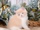 Exotic Shorthair Cats for sale in Wichita, KS, USA. price: NA