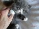 Exotic Shorthair Cats for sale in Springdale, AR 72762, USA. price: NA