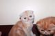 Exotic Shorthair Cats for sale in Las Vegas, NV 89118, USA. price: NA