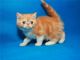 Exotic Shorthair Cats for sale in St. Louis, MO 63139, USA. price: NA