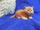 Exotic Shorthair Cats for sale in Richmond, VA, USA. price: NA