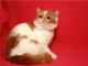 Exotic Shorthair Cats for sale in Houston, TX 77026, USA. price: NA