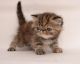Exotic Shorthair Cats for sale in Kansas City, KS 66112, USA. price: NA